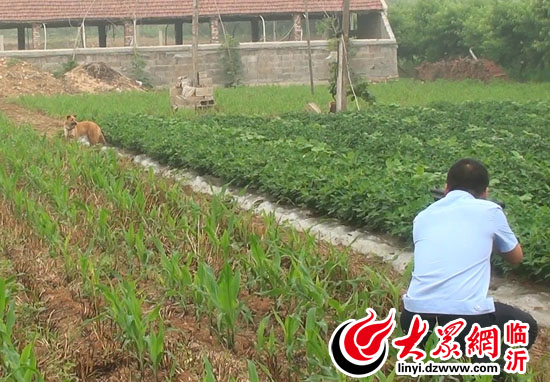 临沂 恶犬伤人