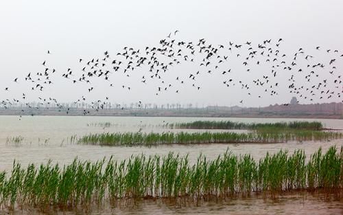 滨州黄河岛湿地公园。